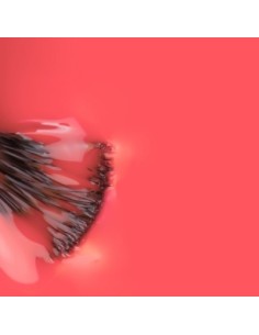 Sebastiao_ Naranja Vivo 15ml 2